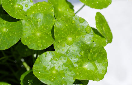 Fresh green botanical leaves with water droplets