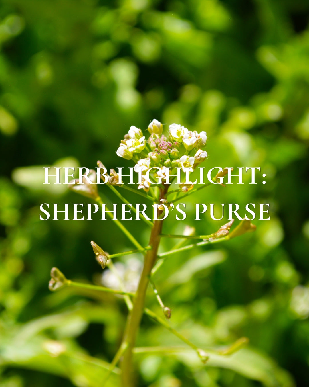 Herb Highlight: Shepherd's Purse