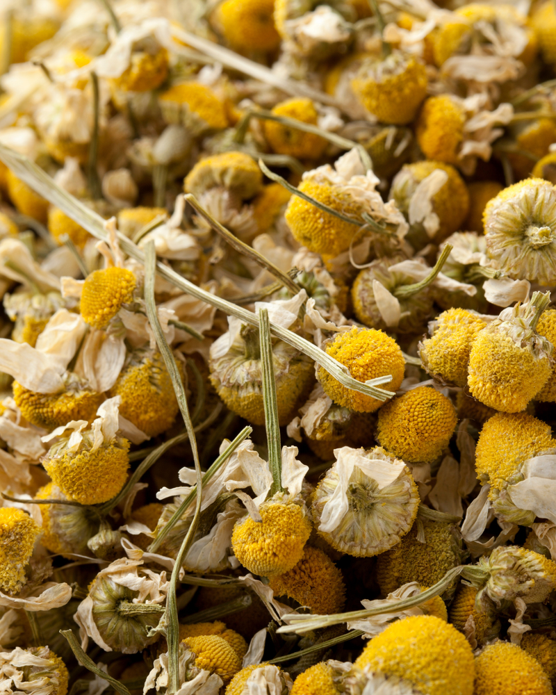 chamomile