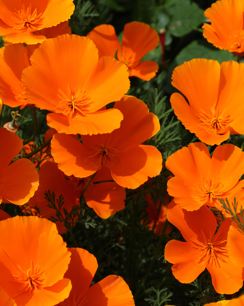 California poppy