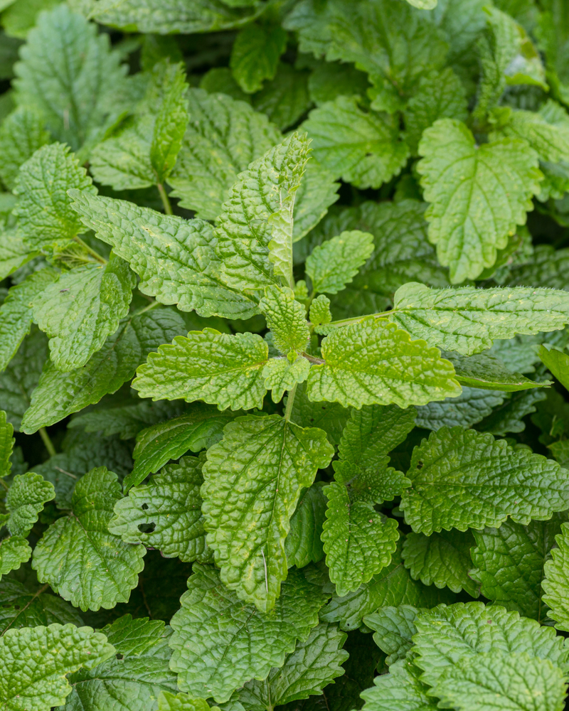 Lemon balm