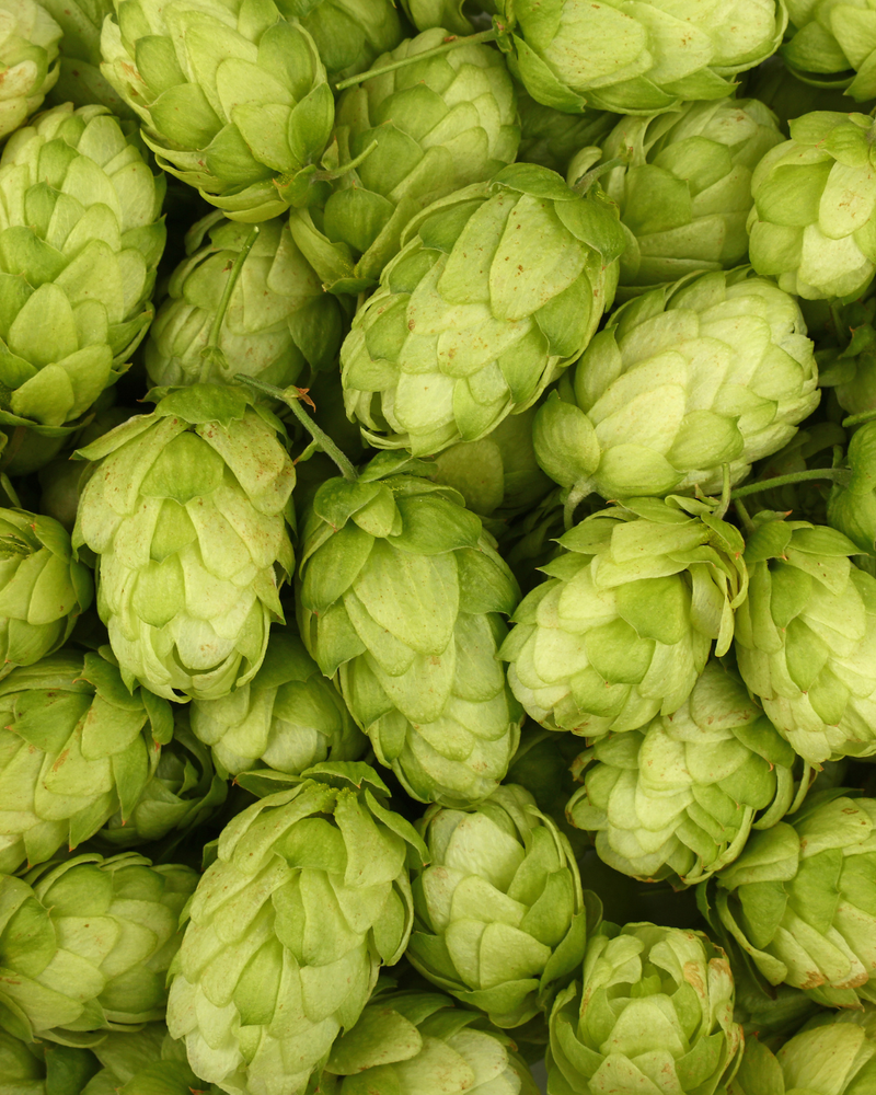 Hops