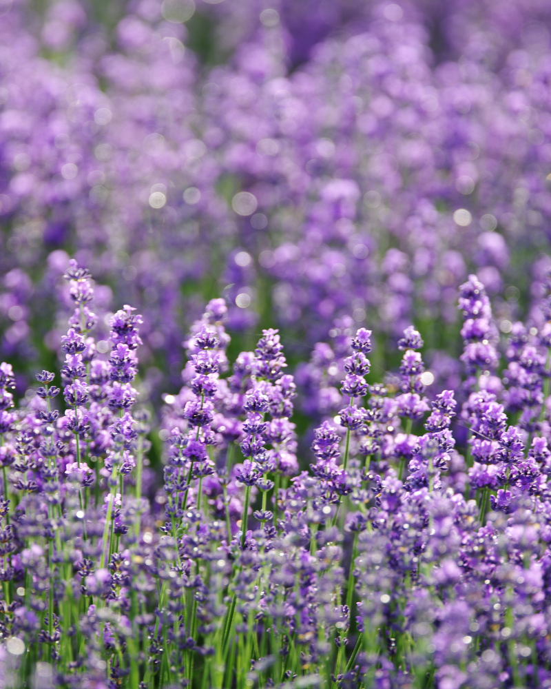 Lavender