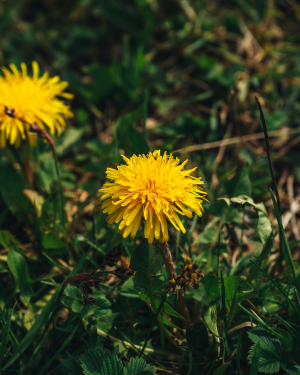 Dandelion
