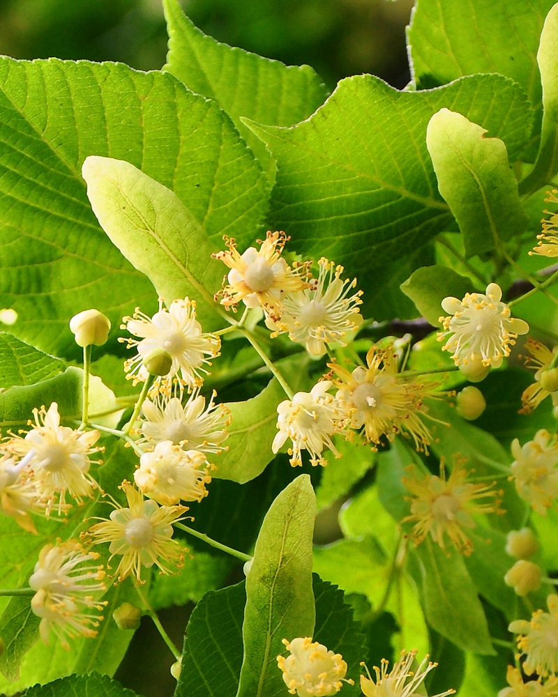 Linden