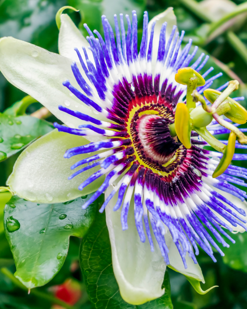 Passionflower