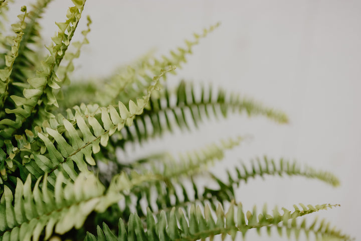 Herbs