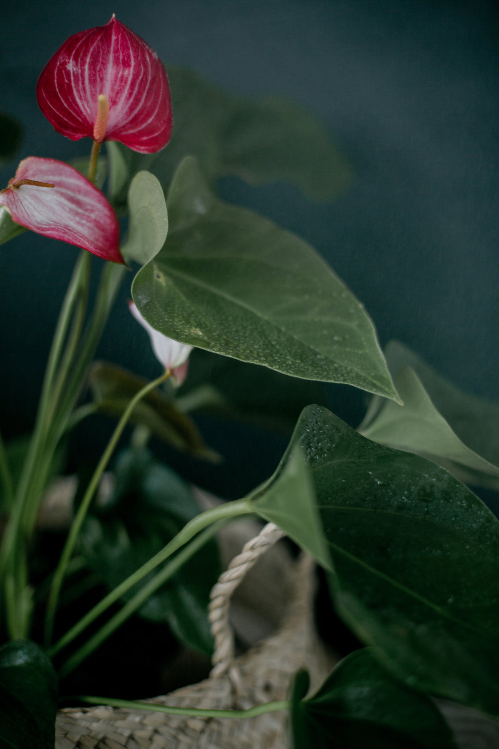Close-up of a shoulder and neck with a sprig of fresh botanicals held against the skin
